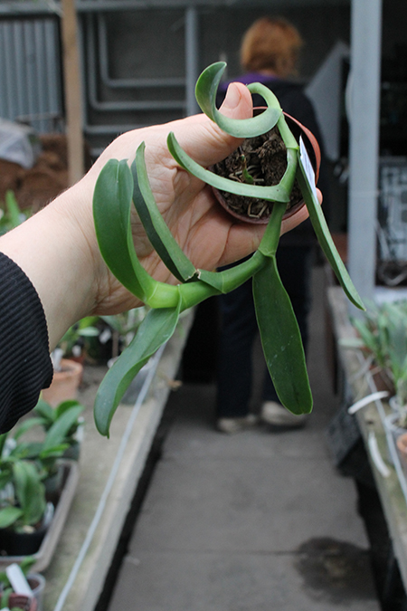 Epidendrum barbeyanum.jpg