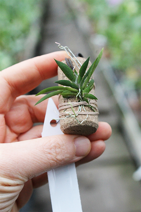 Macroclinium manabinum.jpg