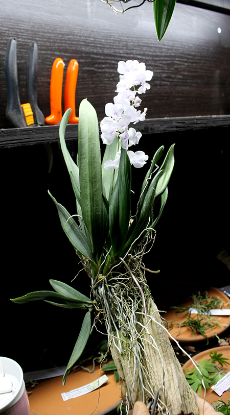 Ionopsis utricularioides.jpg