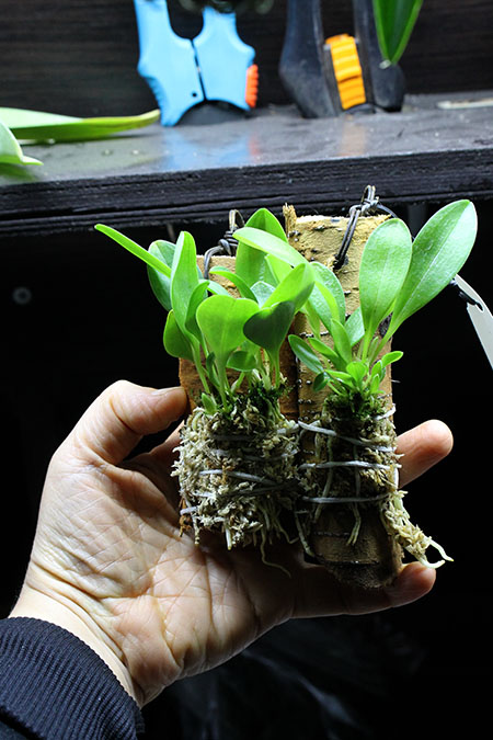 Masdevallia mendozae.jpg