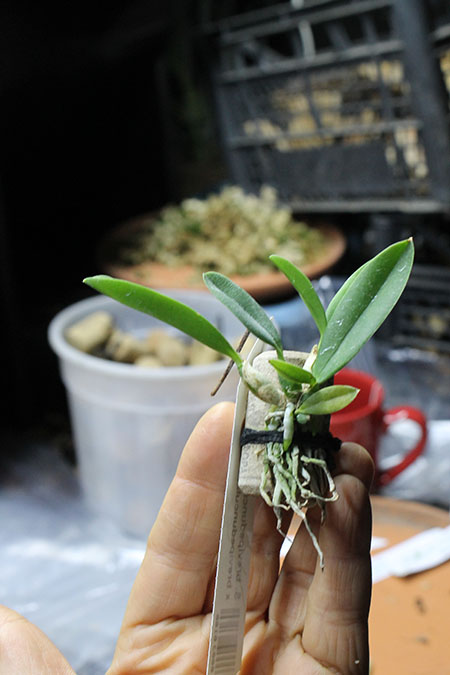 Sophronitis brevipedunculata 'Ouro Branco' x brevipedunculata 'Ouro Preto'.jpg