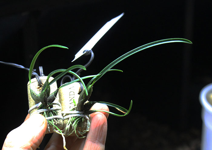 Isabelia violacea.jpg