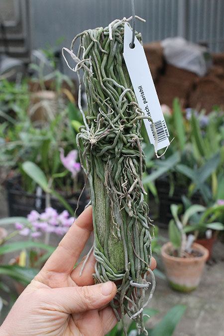 Chiloschista parishii.jpg