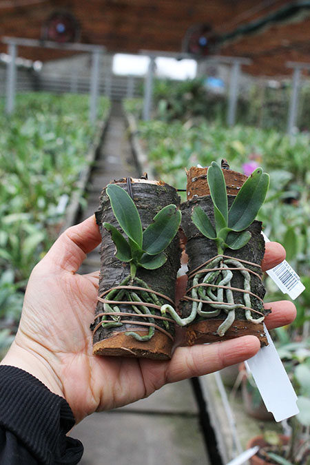 Arachnanthe cathcartii.jpg