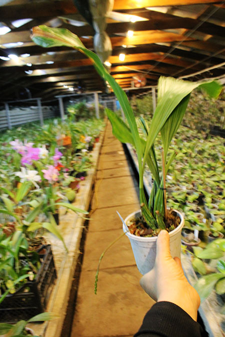 Gongora rufescens.jpg