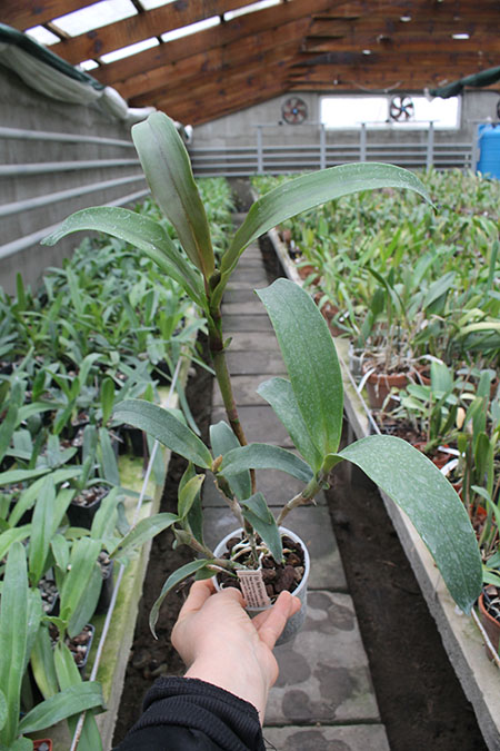 Epicattleya Rene Marques x Potinara Free Spirit.jpg