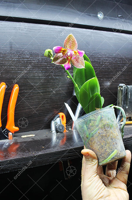 Phalaenopsis Joy Fairy Tale 'Joy'.jpg