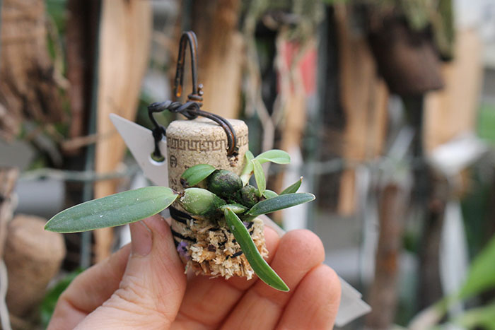 Maxillaria sophronitis.jpg