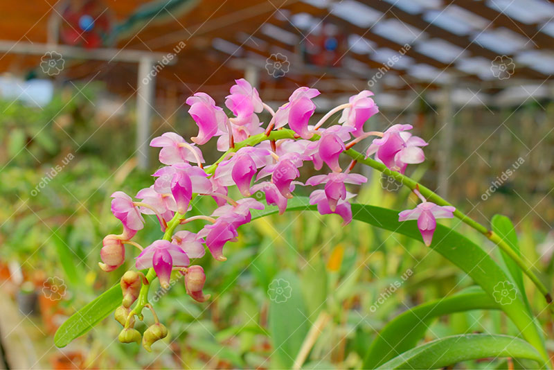 Aerides quinquevulnera var calayana.jpg