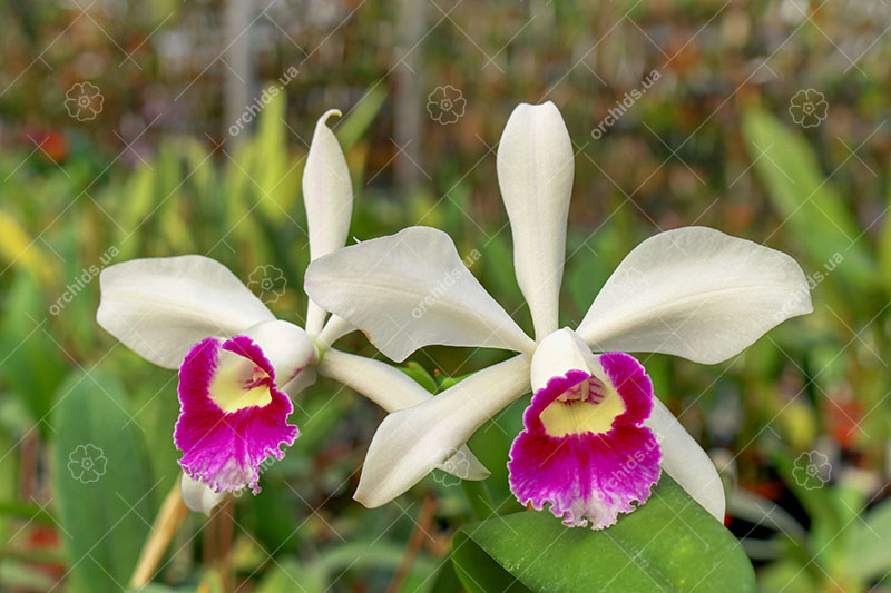 Laeliocattleya Hsinying Pub 'Albo Sanguinea' (purpurata x Batagesi).jpg