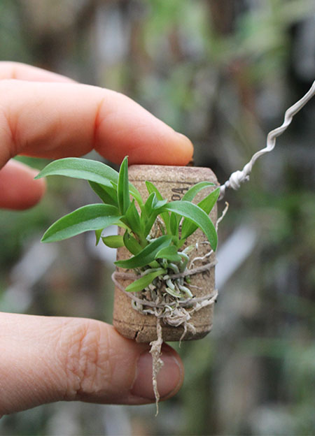 Macropodanthus alatus.jpg