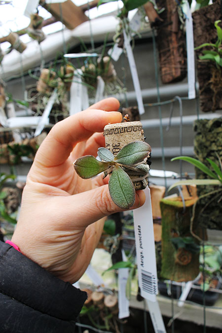 Aerangis punctata.jpg