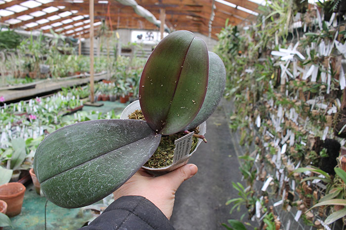 Phalaenopsis schilleriana 4N.jpg