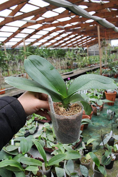 Phalaenopsis (Yu Pin Fire Work 'Big Lip' x Tai LiN Redangel 'V31') Big Lip.jpg