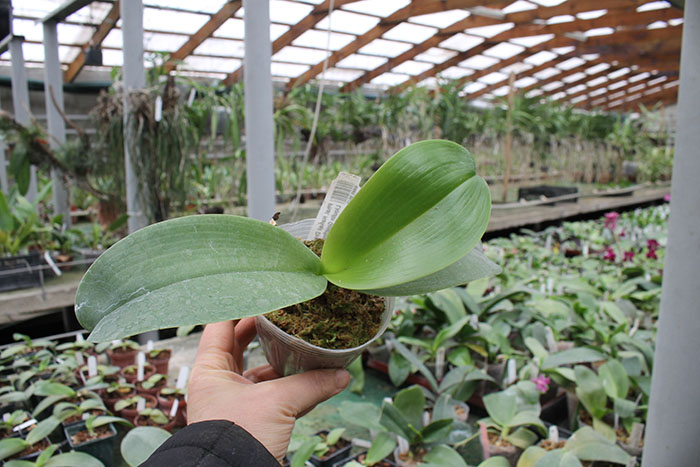 Phalaenopsis Hawaii Dragon Girl x Lioulin Goldfinch.jpg