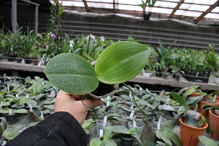 Phalaenopsis Yuda Red Blood x Chingruey's Fancy.jpg