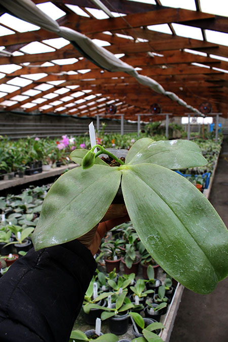Phalaenopsis Samera 'Blue'.jpg