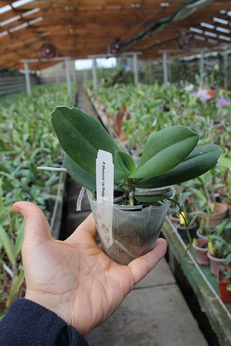 Phalaenopsis Memoria Val Rettig 'Pink'.jpg