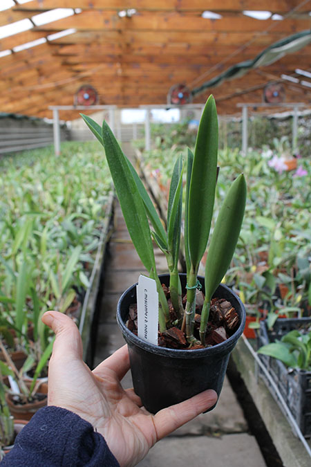 Cattleya moscombe x Brassavola nodosa.jpg