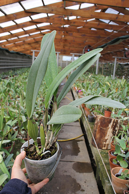 Laeliocattleya Canhamiana coerulea 'Azure Skies'.jpg