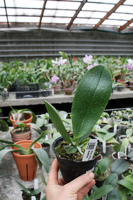 Phalaenopsis (Mituo Sun x Ching Her Buddha).jpg