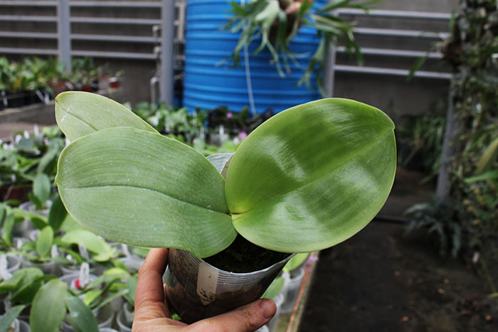 Phalaenopsis KS Happy Eagle x Zheng Min Tyrannosaurus.jpg