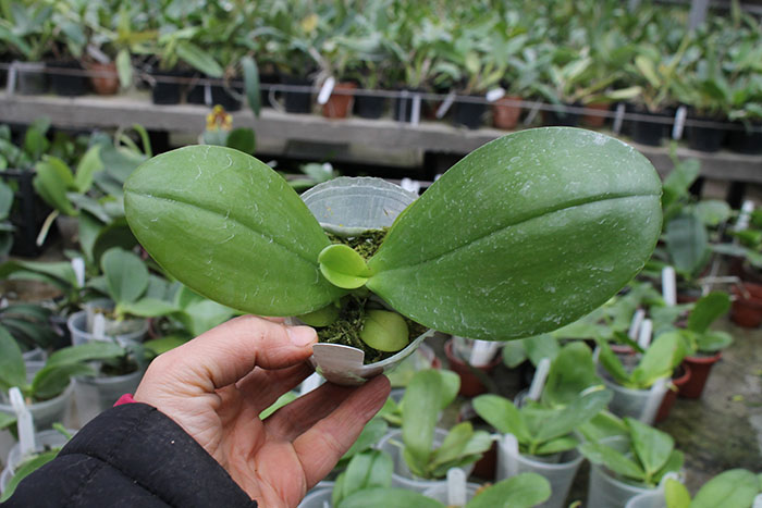 Phalaenopsis Ya-YI Qin x AL Sun Tiger.jpg