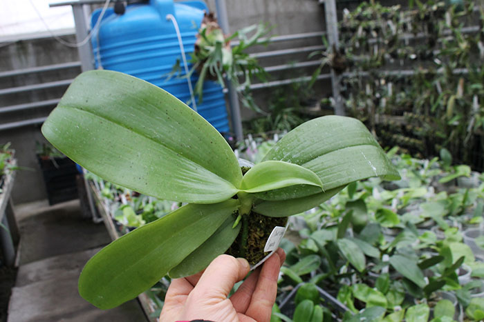 Phalaenopsis (Mambo x Corning's Violet) x gigantea.jpg