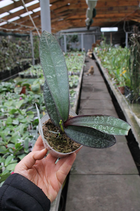 Phalaenopsis stuartiana x nobilis.jpg