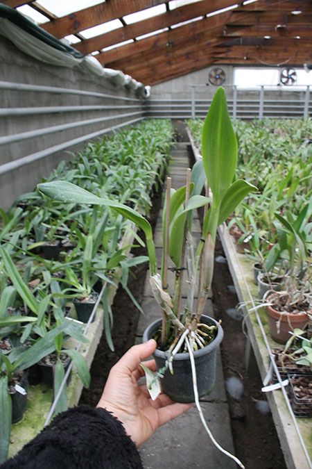 Sophrocattleya Ann Komine 'Breathless'.jpg