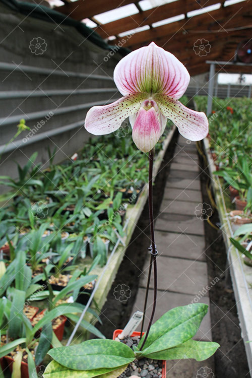 Paphiopedilum niveum x Shin-Yi Heart.jpg