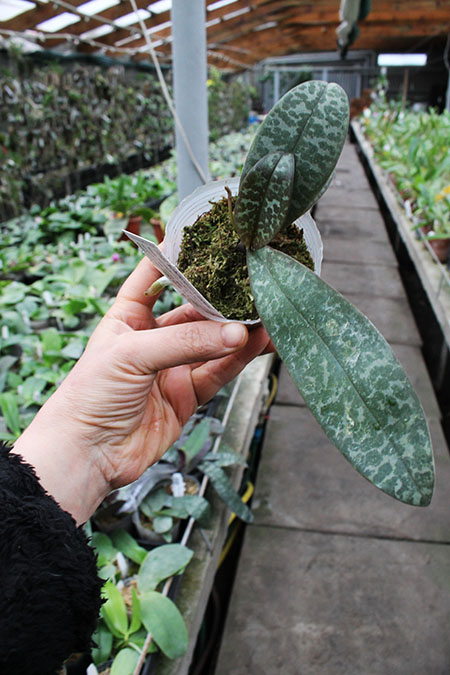 Phalaenopsis schilleriana x lindenii.jpg