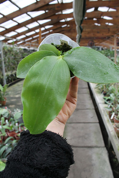 Phalaenopsis LD's Bear Queen x Jennifer Palermo.jpg