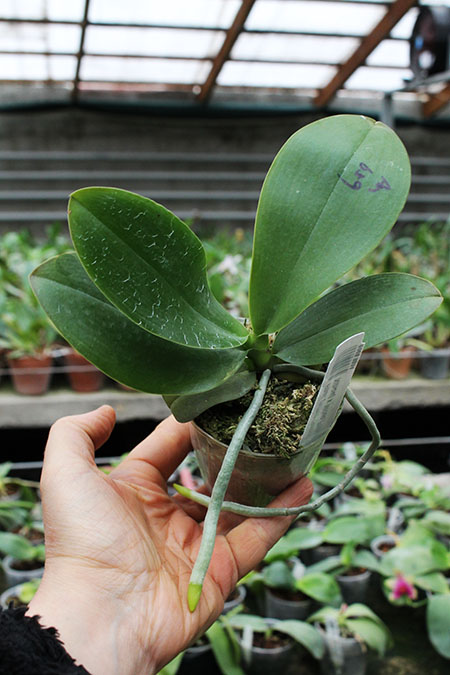 Phalaenopsis (Mituo Golden x Sogo Nihou) x Mituo Prince.jpg