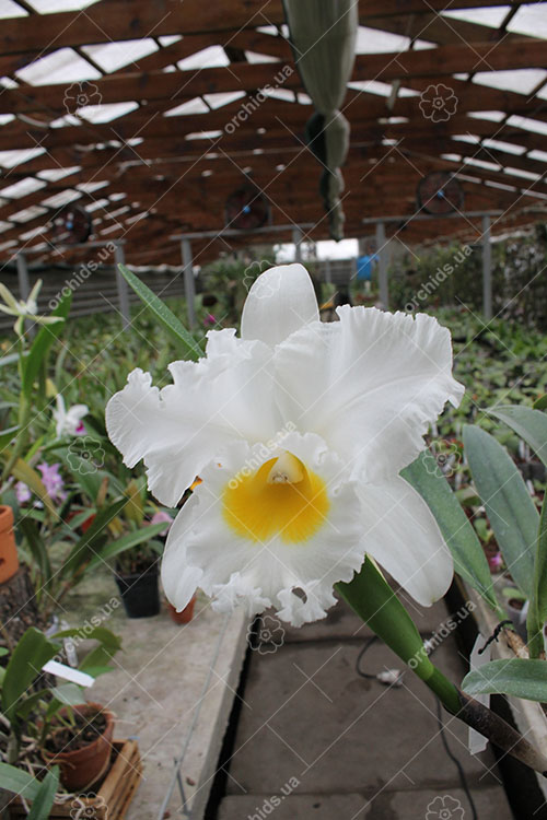Cattleya Petch Siam.jpg