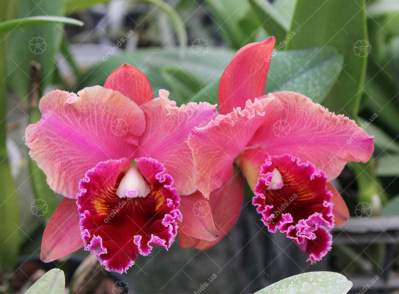 Brassolaeliocattleya Chia Lin 'Red Pearl'.jpg