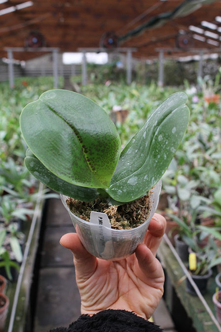 Phalaenopsis Mituo King 'Big Pink'.jpg