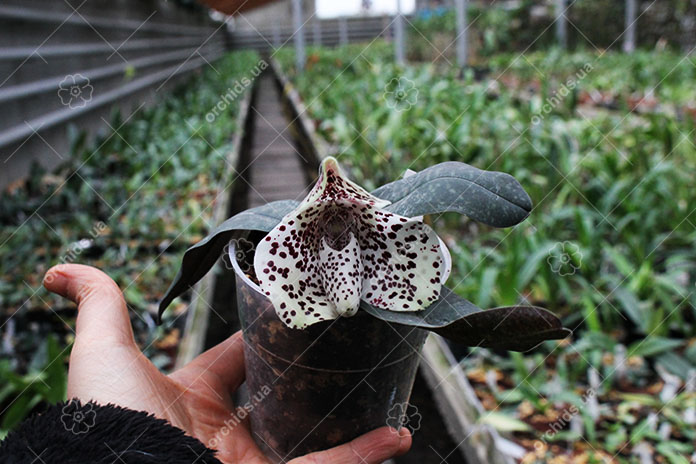 Paphiopedilum bellatulum.jpg