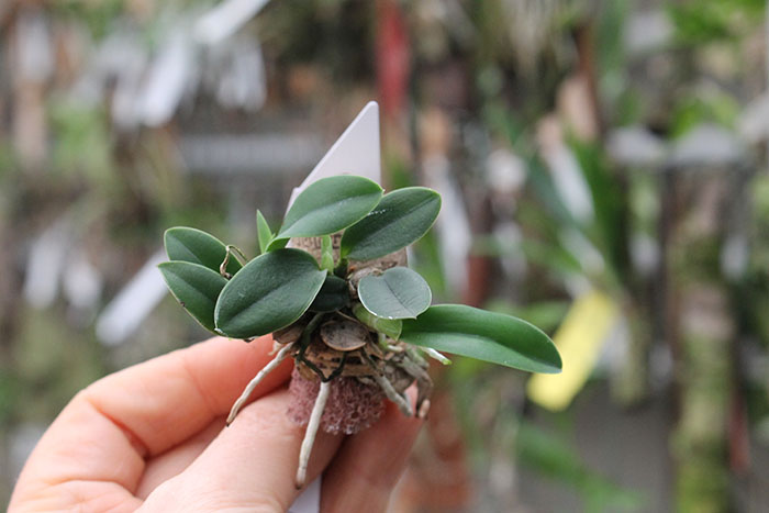 Sophronitis brevipedunculata.jpg