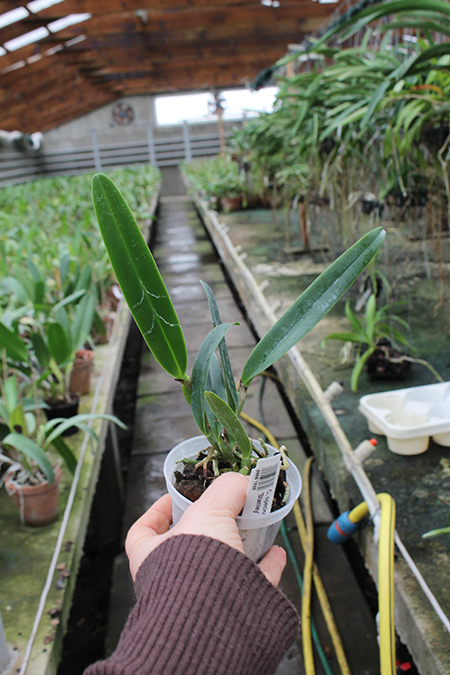Cattleya speciosissima semi alba 'Stanley'.jpg