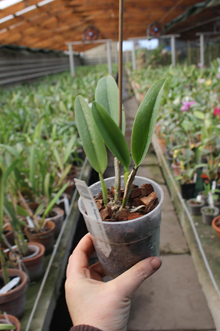 Brassolaeliocattleya Rugeley's Mill 'Mendenhall'.jpg