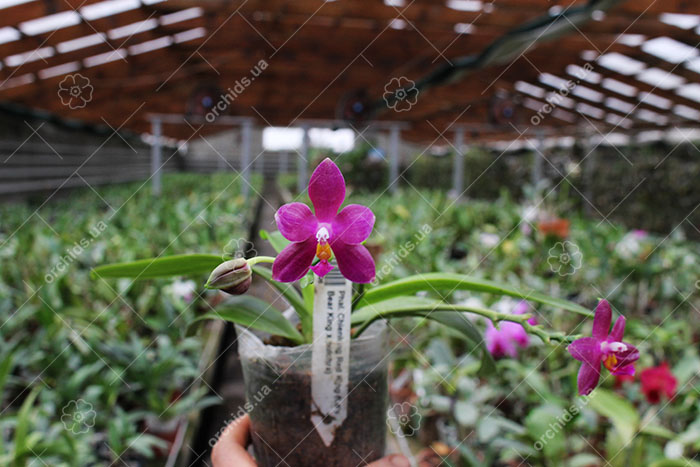 Phalaenopsis Chienlung Red King (Ld's Bear King x pulchra).jpg