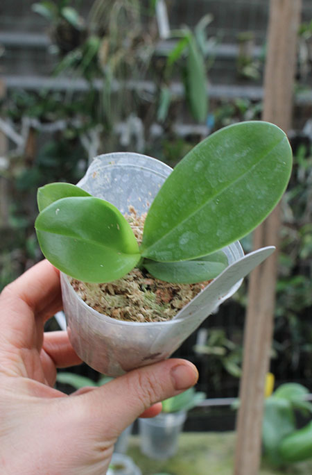 Phalaenopsis Joy Spring Canary ’Taipei’ (MC).jpg