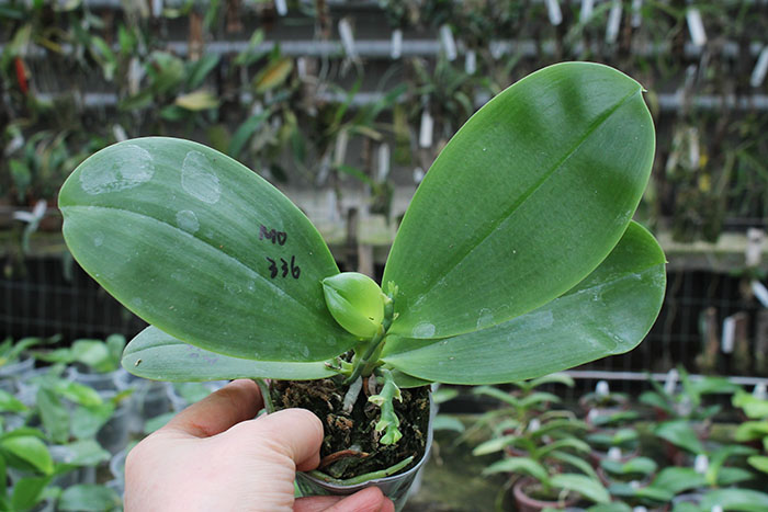 Phalaenopsis Mituo Ambo 'Mituo #1'.jpg