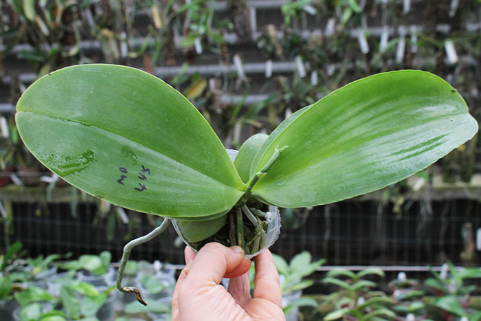 Phalaenopsis Ld's Bear King 'YK11'.jpg