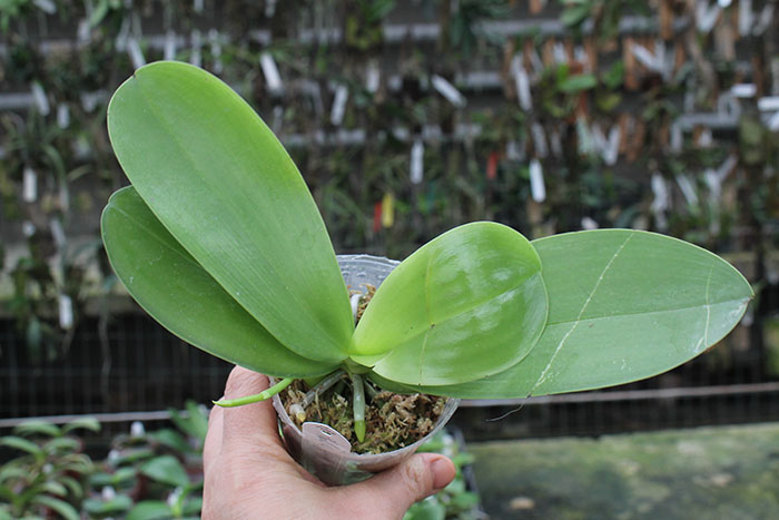 Phalaenopsis Chienlung Kaiulani.jpg