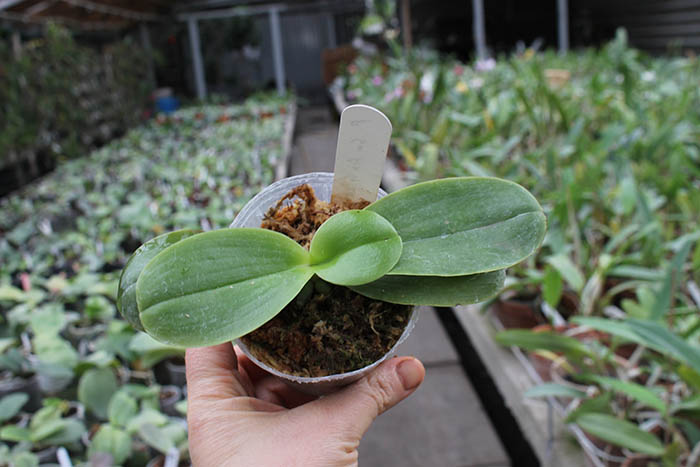 Phalaenopsis Su An Cricket 'SW'.jpg