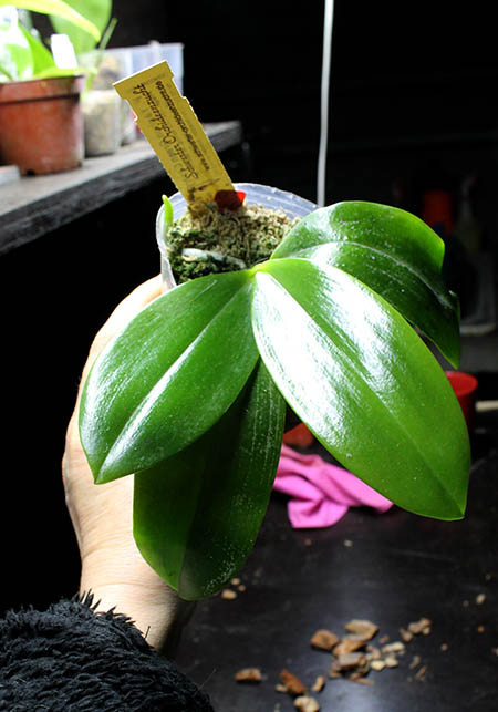 Phalaenopsis Yaphon Green Canary x tetraspis C#1.jpg