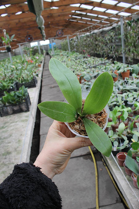 Phalaenopsis (YangYang new Star x violacea indigo) x bellina coerulea.jpg
