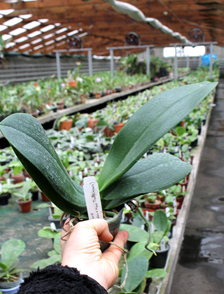 Phalaenopsis GW Green World.jpg